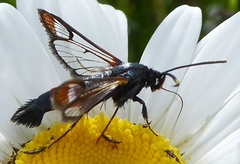 Synanthedon bolteri