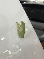 Hyla squirella