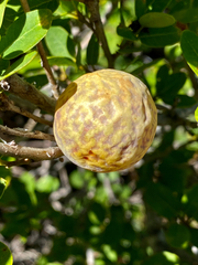 Andricus vacciniifoliae