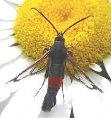 Synanthedon bolteri