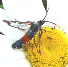 Synanthedon bolteri