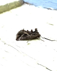Autographa flagellum