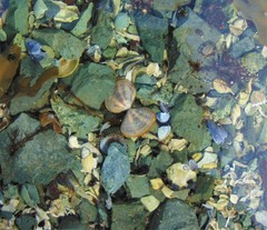 Psammobiidae