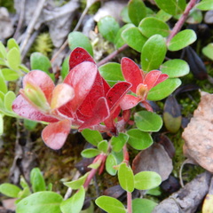 Exobasidium uvae-ursi