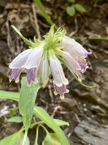 Whipple's penstemon