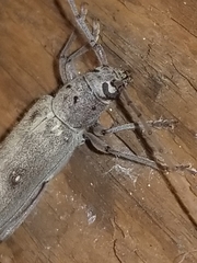 Eburia mutica