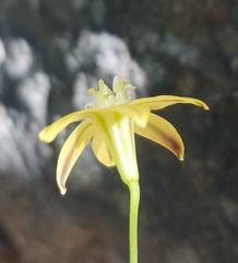 Triteleia ixioides cookii