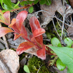 Exobasidium uvae-ursi