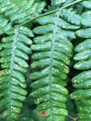 Uredinopsis pteridis