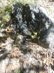 Triteleia ixioides cookii