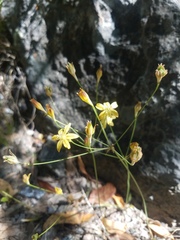 Triteleia ixioides cookii