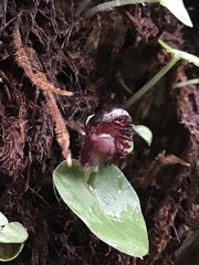 Corybas grumulus