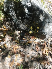 Triteleia ixioides cookii