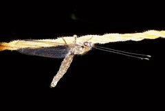 Ululodes macleayanus