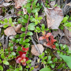 Exobasidium uvae-ursi