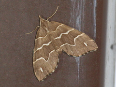 Chaetolopha leucophragma