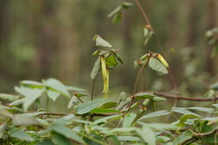 Correa reflexa lobata