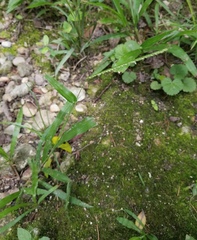 Paspalum langei