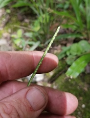 Paspalum langei