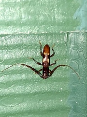 Heterachthes quadrimaculatus