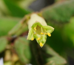 Correa reflexa lobata