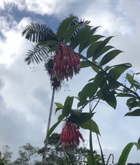 Psammisia chionantha