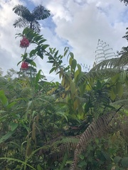 Psammisia chionantha