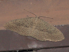 Poecilasthena anthodes