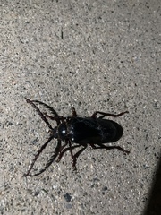 Prionus californicus