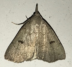 Chytolita morbidalis