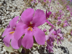 Diplacus cusickioides