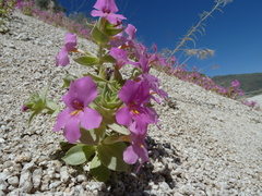 Diplacus cusickioides