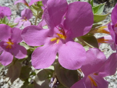 Diplacus cusickioides