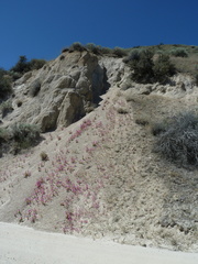 Diplacus cusickioides