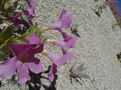 Diplacus cusickioides