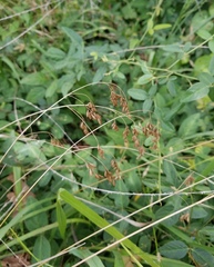 Festuca paradoxa