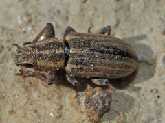 Sitona lineatus