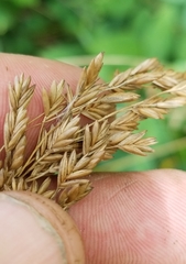 Festuca paradoxa