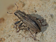 Sitona lineatus