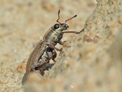 Sitona lineatus