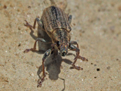 Sitona lineatus