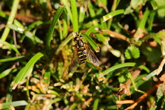 Chrysotoxum festivum
