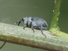 Ceutorhynchus typhae