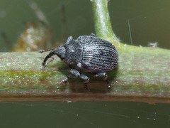 Ceutorhynchus typhae