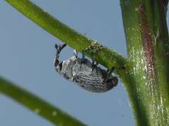 Ceutorhynchus typhae