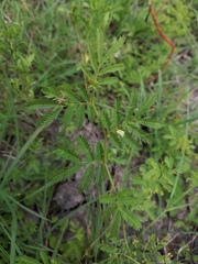 Desmanthus acuminatus
