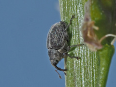 Ceutorhynchus typhae