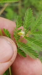 Desmanthus acuminatus