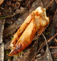 Abantiades atripalpis