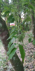 Cinnamomum osmophloeum